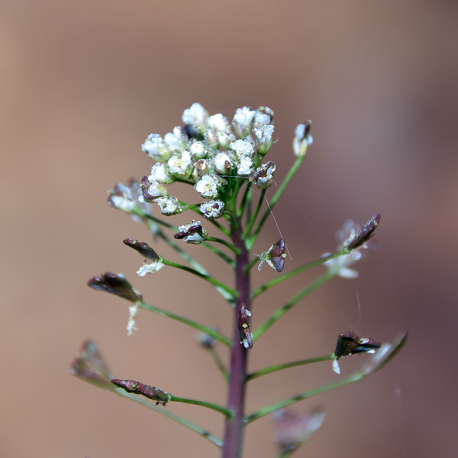 Macro  IMG8158 20 02 09 1